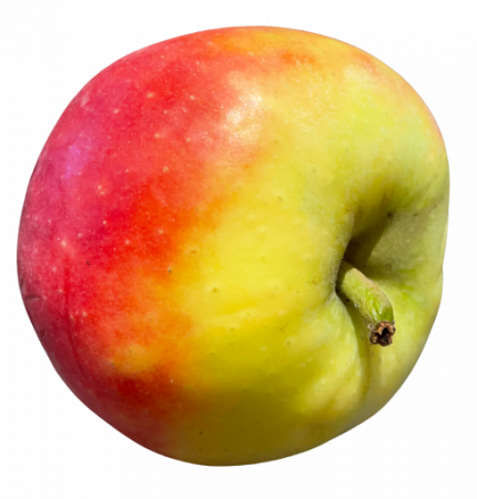 Apfel Elster