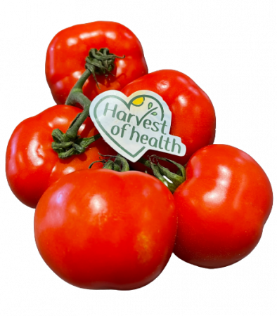 Harvest-Tomaten