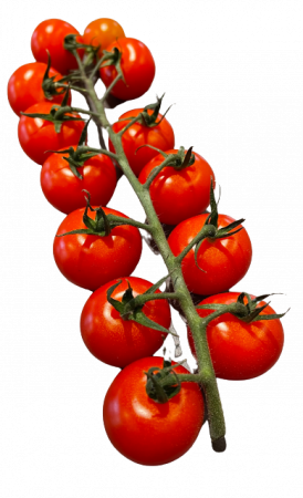 Honigtomaten