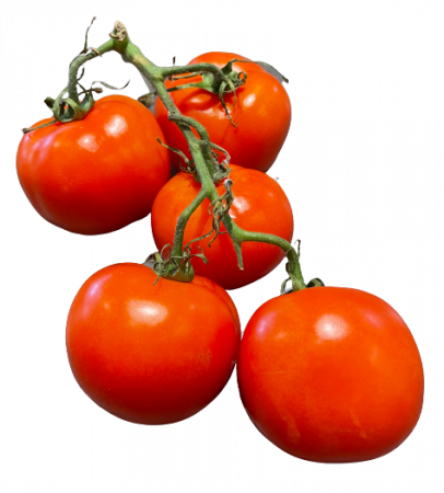 Strauchtomaten