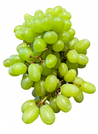 Weintrauben grün kernlos