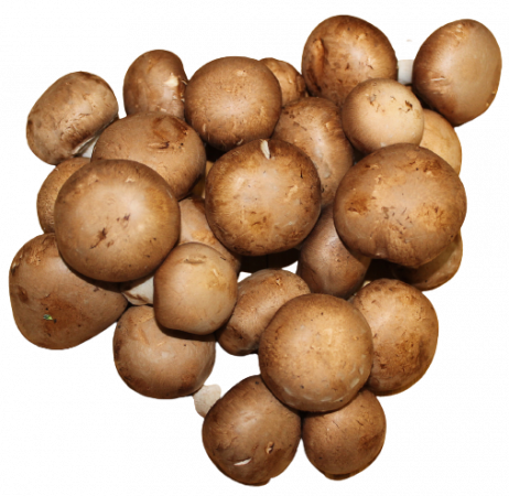 Champignons – braun