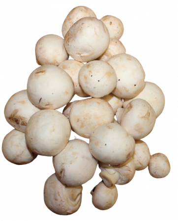 Champignons – weiss