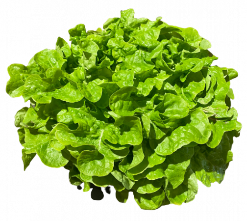 Eichblattsalat Grün