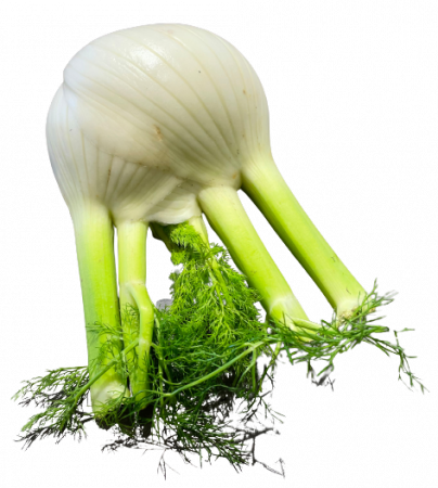 Fenchel