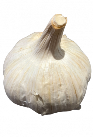 Knoblauch