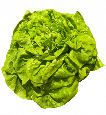 Kopfsalat