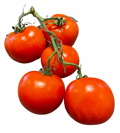 Strauch Tomaten