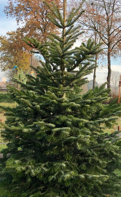 Weihnachtsbäume 2021